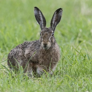 Im Kreis Mayen-Koblenz wurde bei einem Feldhasen die Hasenpest nachgewiesen. 