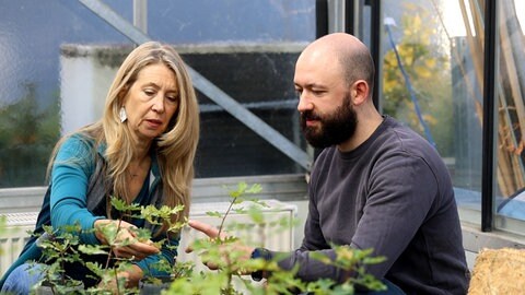Forschende der Universität Freiburg untersuchen in einem Labor, wie junge Stieleichen auf den Klimawandel reagieren