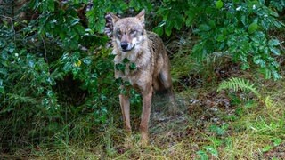 Symbolbild Wolf. Das rheinland-pfälzische Umweltministerium wird den sogenannten Problemwolf aus dem Westerwald vorerst nicht erneut zum Abschuss freigeben. 