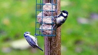 Wildvögel füttern: Zwei Meisen picken am Spender nach Vogelfutter.