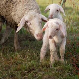 Zwei Lämmer und ein Mutterschaf sind zu sehen. Schäfer von der Schwäbischen Alb berichten von Raben-Angriffen auf ihre Lämmer.