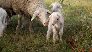 Zwei Lämmer und ein Mutterschaf sind zu sehen. Schäfer von der Schwäbischen Alb berichten von Raben-Angriffen auf ihre Lämmer.