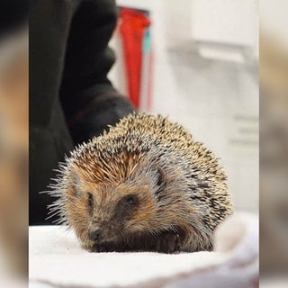 Neun Igel sind in einer Papiertonne in Freiburg ausgesetzt worden. Das Freiburger Tierheim hat sie aufgenommen und päppelt sie auf.