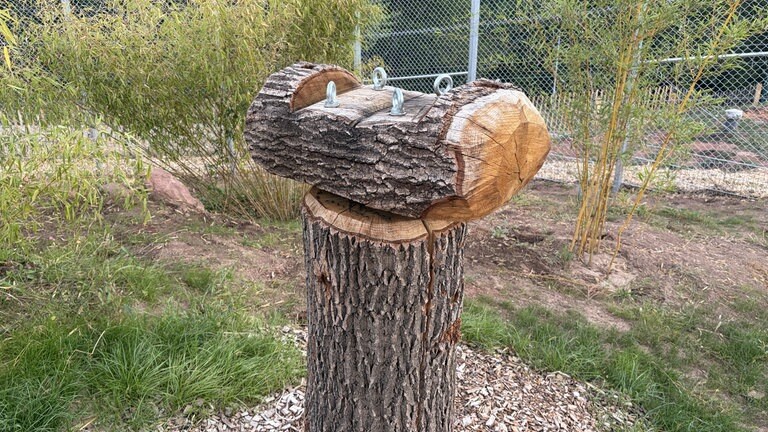 Massiv und robust gebaut gegen starke Pranken und Krallen. So sieht dann wohl ein Kratzbaum für große Katzen aus. 