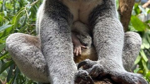 Nachwuchs bei den Koalas in der Wilhelma