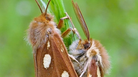 Mit dem Insektensterben geht auch die Zahl der Schmetterlingsarten immer weiter zurück