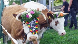Beim Almabtrieb in Münstertal wird traditionell die Rückkehr der Rinder ins Tal gefeiert.