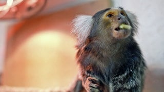 Weißbüschel-Äffchen in einem privaten Affenhaus in Niederbreitbach
