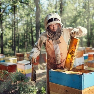 Imker mit seinen Bienenstöcken im Wald