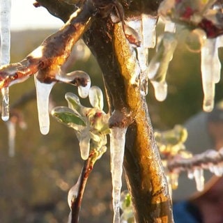 Obstbäume schützen durch Frostschutzberegnung