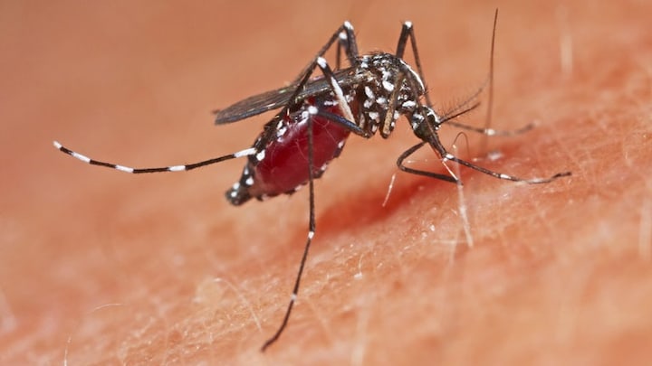 Asiatische Tigermücke. Das West-Nil-Virus übertragen in Deutschland hauptsächlich Mücken der Gattung Culex.