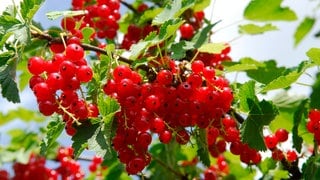 Johannisbeersträucher richtig schneiden: An einem Strauch hängen viele reife rote Johannisbeeren.