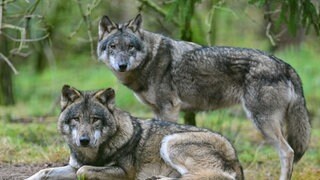 Symbolbild: Zwei Wölfe im Wald. Im Westerwald wurde ein neues Wolfsrudel entdeckt.