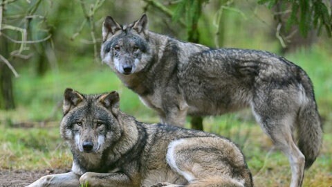 Symbolbild: Zwei Wölfe im Wald. Im Westerwald wurde ein neues Wolfsrudel entdeckt.