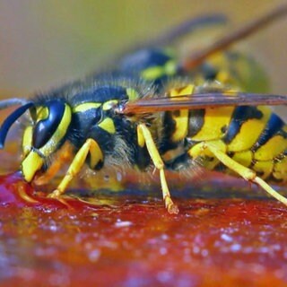 Wespe auf Marmeladenbrot