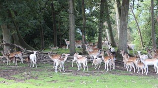 Im Wildpark Westerwald leben rund 300 Tiere, darunter Damwild.