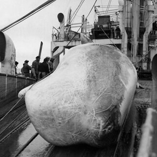 Ein erlegter Wal wird auf einem Fangschiff eingeholt. 1938. Archivfoto.
