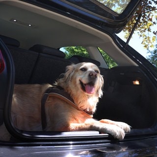 Eine Hündin liegt im geöffneten Kofferraum eines stehenden Autos. 