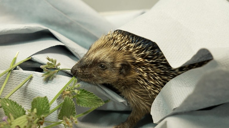 Igel frisst grüne Katzenminze. Im Kreis Tübingen werden die Tiere versorgt.