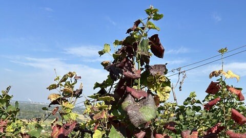 Weinreben, Rebkrankheit Flavescence dorée, Goldgelbe Vergilbung