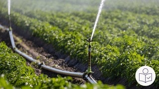 Ein Feld mit Kartoffel·pflanzen. Zwischen den Pflanzen ist ein dünnes Rohr. Durch das Rohr spritzt Grund·wasser auf die Pflanzen. So bekommen die Pflanzen Wasser. Rechts das SWR Logo für Leichte Sprache.