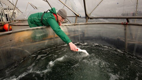 Dr. Kai Schulz gibt zu Beginn des Experiments in der Kieler Förde im Rahmen des Projekts Ocean Alk-Align Gesteinsmehl in einen Mesokosmos (Foto: Michael Sswat, GEOMAR)