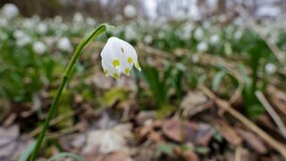 Märzenbecher gelten als Frühlingsboten. Doch wird das Wetter pünktlich zu Ostern nochmal frühlingshaft?