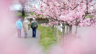 Spaziergänger gehen an blühenden Mandelbäumen vorbei: Das Mandelblütenfest in Gimmeldingen zieht Zehntausende an