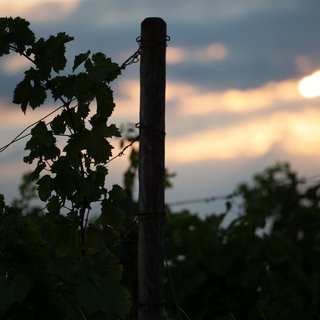 Weinreben sind vor der aufgehenden Sonne zu sehen. Die Sonne scheint zwischen dunklen Wolken hindurch.