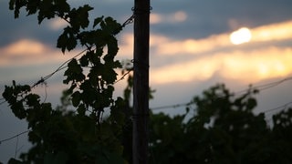 Weinreben sind vor der aufgehenden Sonne zu sehen. Die Sonne scheint zwischen dunklen Wolken hindurch.