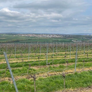 Weinberge bei Nieder-Olm in Rheinhessen
