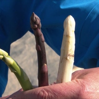 Spargel in drei Farben