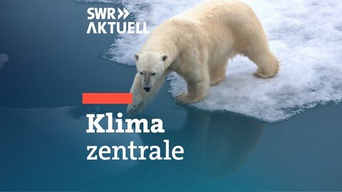 Ein Eisbär steht am Rand einer Eisscholle und versucht mit einer Tatze, die nächste zu erreichen.