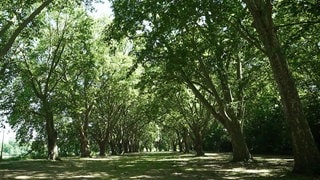 Alle mit Bäumen im Stadtpark Ludwigshafen