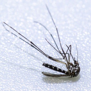 Eine Asiatische Tigermücke liegt auf einem grauen Untergrund. Baden-Württemberg möchte sich für die leichtere Abgabe von Bti-Tabletten starkmachen, mit denen man die invasive Art bekämpfen kann.