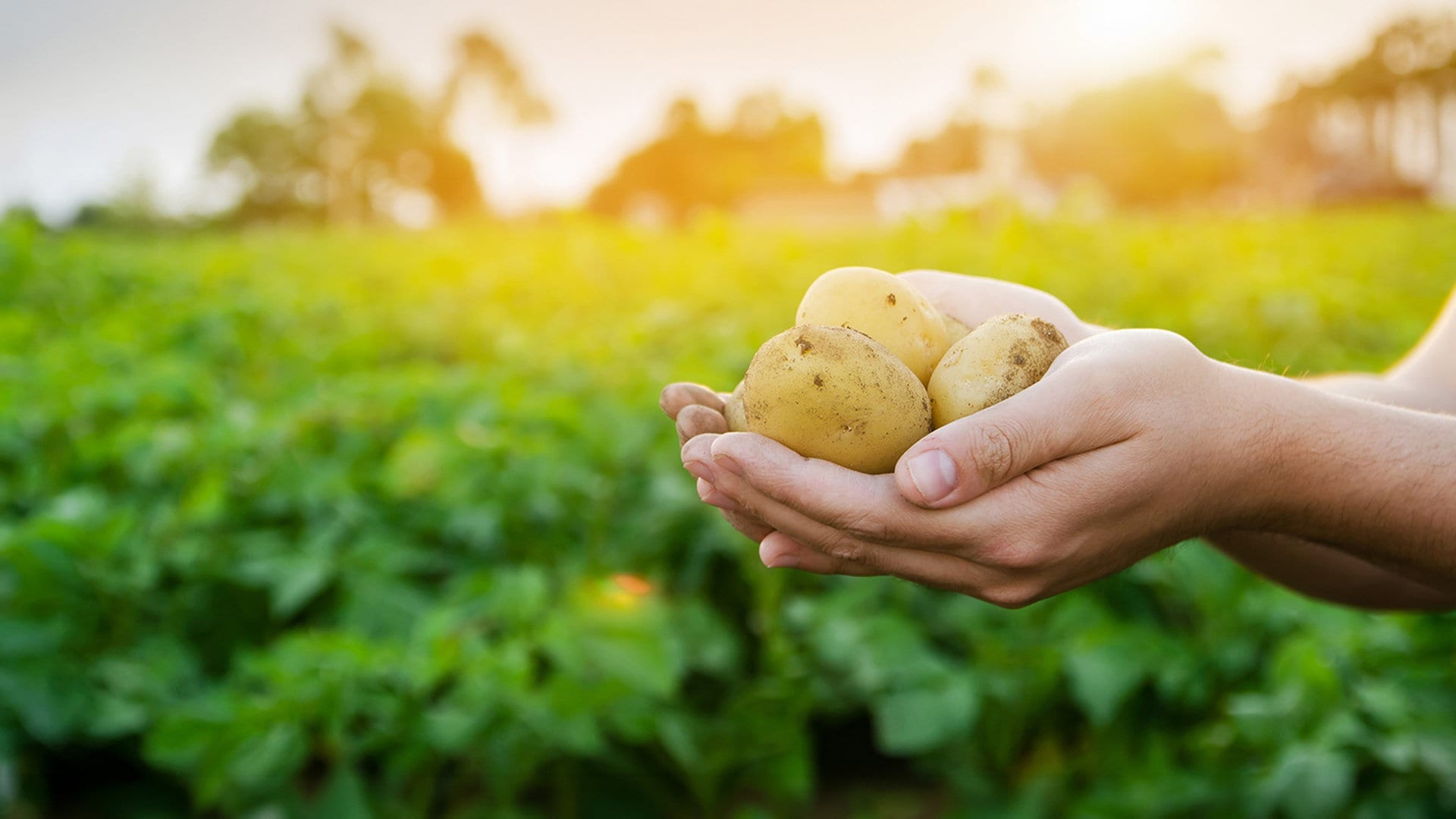So gesund und vielseitig sind Kartoffeln