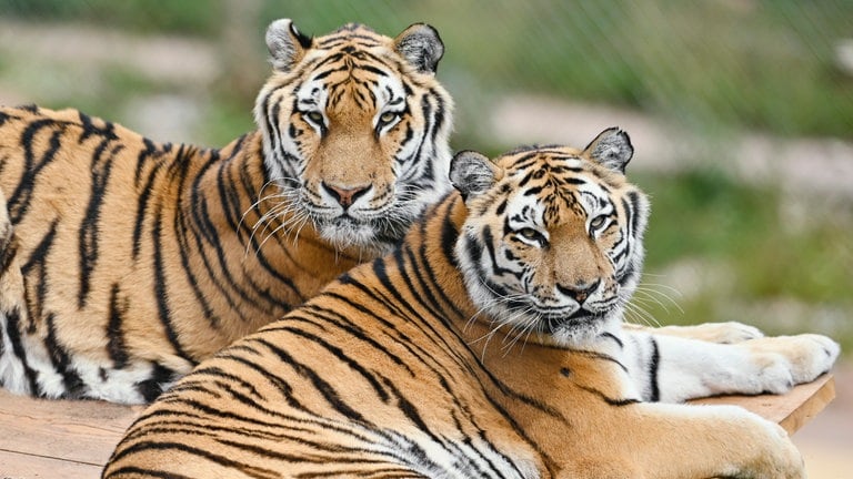 Jill und Sahib: Die beiden ehemaligen Zirkustiger haben in der Wildtierauffangstation in Massweiler gelebt. 