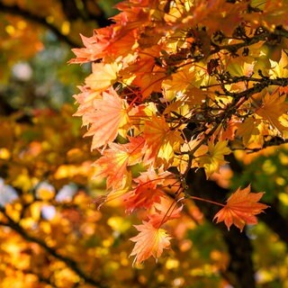 Nahaufnahme von leuchtend orangefarbenen und gelben Ahornblättern, die von warmem Herbstsonnenlicht hinterleuchtet werden | Förster Peter Wohlleben erklärt warum der Herbst im Wald so gut tut
