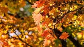 Nahaufnahme von leuchtend orangefarbenen und gelben Ahornblättern, die von warmem Herbstsonnenlicht hinterleuchtet werden | Förster Peter Wohlleben erklärt warum der Herbst im Wald so gut tut