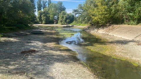 Wassermangel auf dem Altrhein in Karlsruhe lässt Kanuten am Rhein auf dem Trockenen sitzen