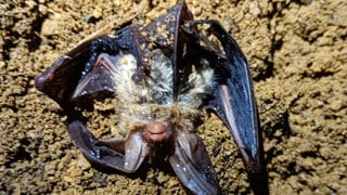 Eine tote Fledermaus liegt in der Höhle "Hohler Fels" bei Bitz (Zollernalbkreis). Vermutlich starb sie nach einer Feuerwerks-Explosion.