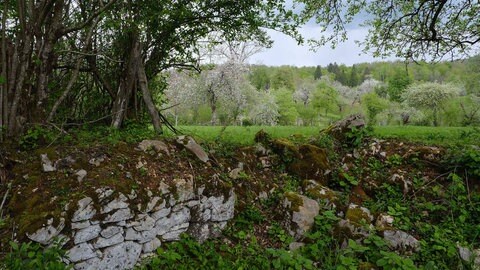 Novi LogNeulag in Slowenien