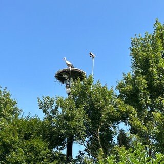 Weit über den Garten hin sichtbar: Das selbstgebaute Strochennest mit Nestkamera von Horst Blass in Mannheim-Wallstadt.