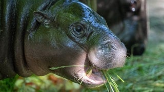 Zwergflusspferd Toni aus dem Berliner Zoo hat den Umzug ins elsässischen Mulhouse in Frankreich gut überstanden.