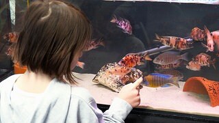 Neuste Trends auf der "Aqua-Fisch"-Messe in Friedrichshafen