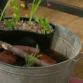 Kleiner Gartenteich aus einer Zinkwanne
