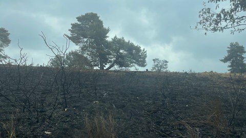 Verbrannte Fläche im Wald nach dem Feuer bei Langscheid in der Vordereifel