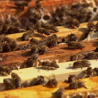 Bienen