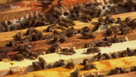 Bienen