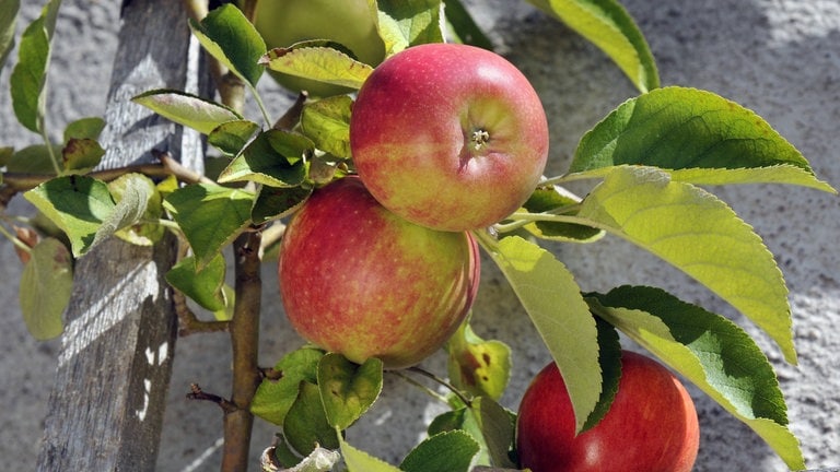 Äpfel der Sorte Champagner Renette am Baum